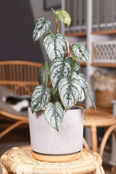Potted Philodendron Brandtianum Tanaman Rumah Tangga Dengan Pola Perak Pada — Stok Foto