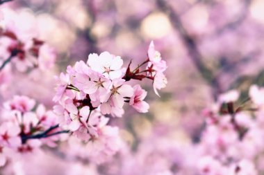 Japon çiçeklerinin pembe çiçekleri 'Somei Yoshino' kiraz ağacı