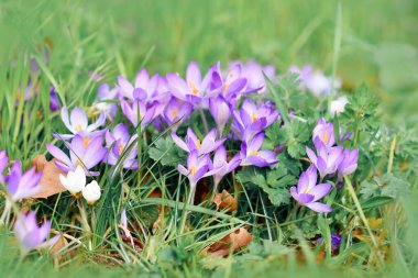 Mor tarla çiçekleri bulanık çimlerin üzerinde bahar çiçekleri baharın başlarında çiçek açıyor