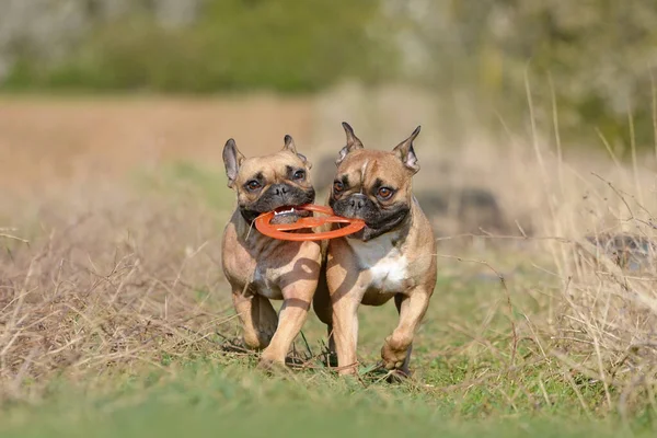 Två Franska Bulldogg Spelar Hämta Tillsammans Med Flygande Skiva Leksak — Stockfoto