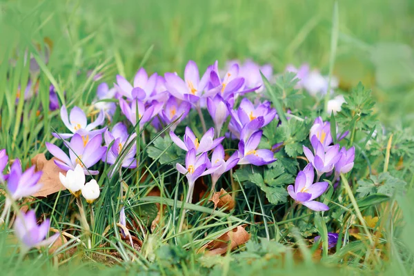 Mor tarla çiçekleri bulanık çimlerin üzerinde bahar çiçekleri baharın başlarında çiçek açıyor
