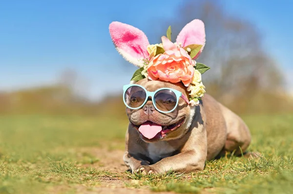 Wielkanocny Króliczek Zabawny Francuski Buldog Ubrany Królicze Uszy Opaska Kwiaty — Zdjęcie stockowe