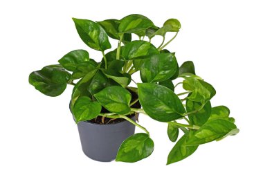 İki renkli tropikal 'Epipremnum Global Green' çiçekli saksı beyaz arka planda