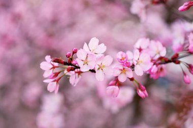 Japon kiraz ağacının açan pembe çiçekleri