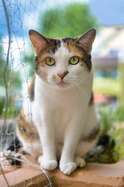 Calico Cat with green eyes sitting on balcony with cat safety net