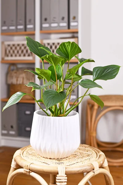 Tropische Zimmerpflanze Homalomena Rubescens Emerald Gem Blumentopf Auf Dem Tisch — Stockfoto