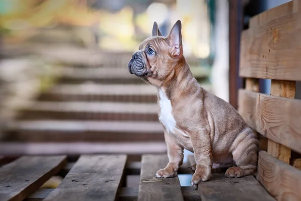 Hermoso Azul Rojo Cervatillo Francés Bulldog Perro Cachorro — Foto de Stock