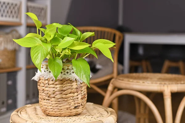 Tropik 'Epipremnum Aureum Lemon Lime' ev bitkisi oturma odasındaki sepet çiçekli saksıda neon yeşil yapraklar