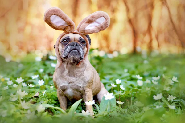 Húsvét Francia Bulldog Kutya Nyúl Jelmez Fülek Között Tavaszi Virágok — Stock Fotó