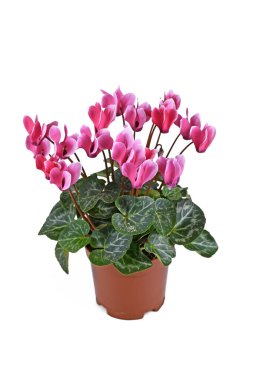 Beyaz arka planda pembe 'Cyclamen Persicum' çiçekleri