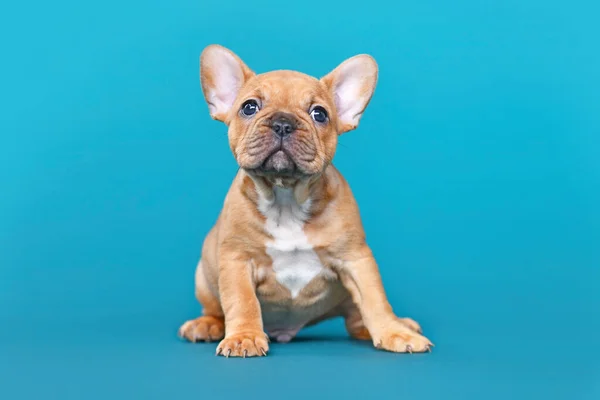 Vermelho Fawn Francês Bulldog Cachorro Cão Fundo Azul — Fotografia de Stock