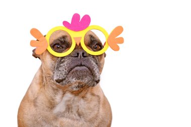 Fransız Bulldog beyaz arka planda komik Paskalya kostümlü tavuk gözlüğü takıyor.