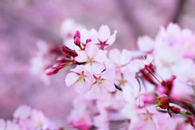 Japon kiraz ağacının güzel açan pembe çiçekleri.