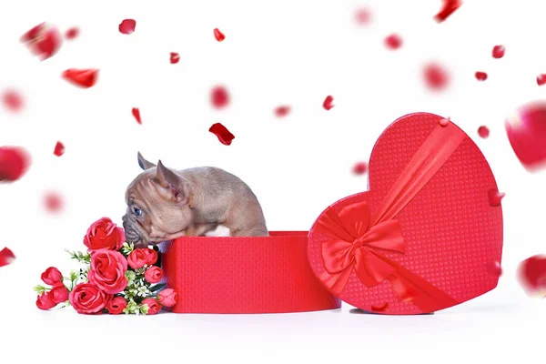 Francuski Bulldog Szczeniak Walentynki Pudełko Kształcie Czerwonego Serca Różami Białym — Zdjęcie stockowe