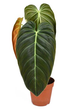 Egzotik Philodendron Melanochrysum bitkisi. Beyaz arka planda çiçek saksısında büyük yapraklar var.