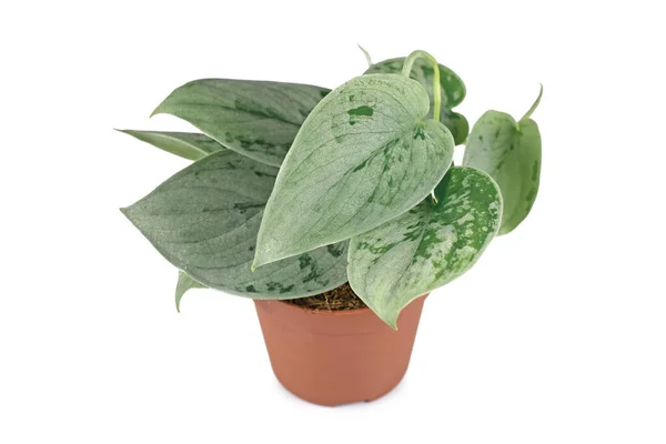 Exotic Scindapsus Pictus Silvery Ann Houseplant Pot White Background — Stock Photo, Image