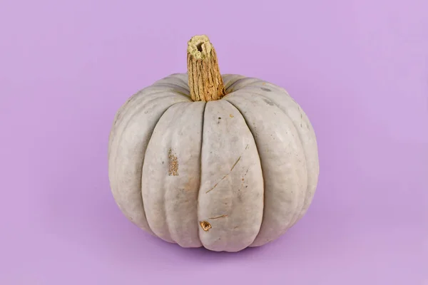 Large Gray Muscat Pumpkin Violet Background — Stock Photo, Image