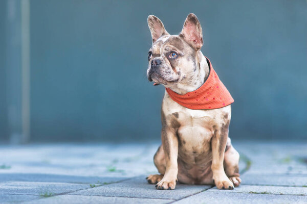 Sitting merle French Bulldog dog wearing red neckerchief 