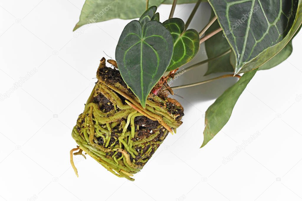 Thick roots in soil shaped like pot of Anthurium houseplant on white background