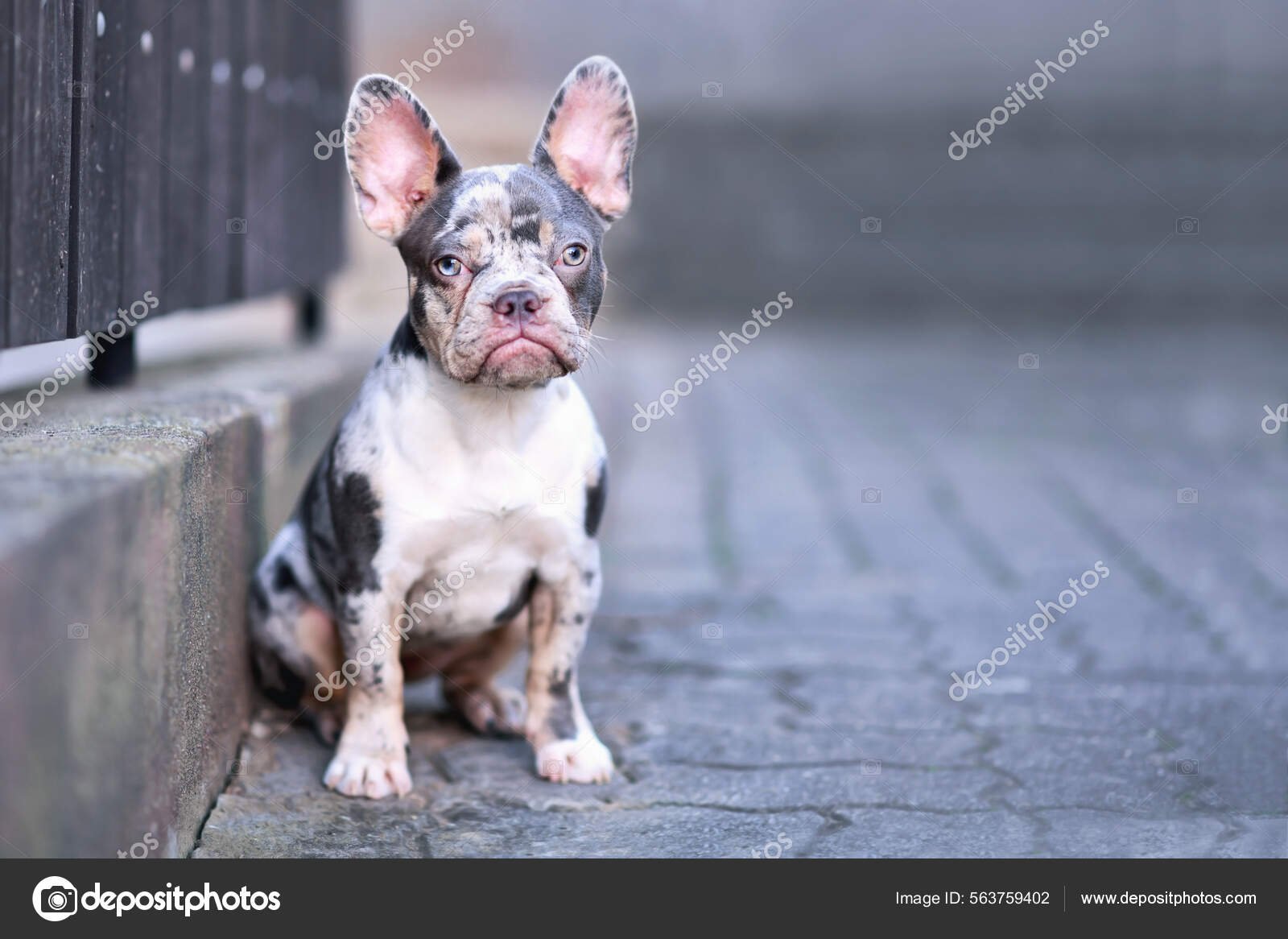Merle top blue bulldog