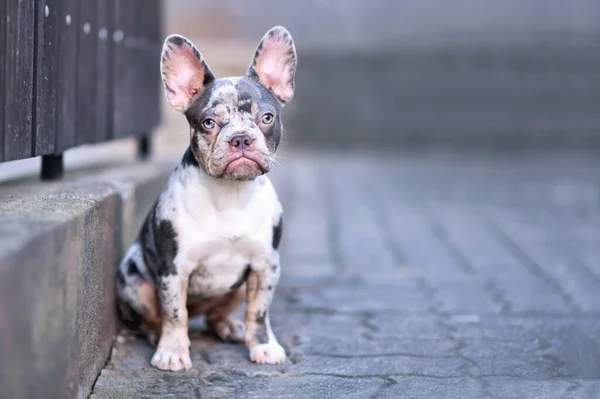 Joven Azul Merle Tan Francés Bulldog Perro — Foto de Stock