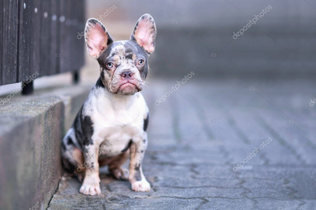 Brindle French Small French Bulldog Puppies For Sale Blue Merle