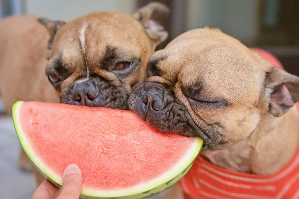 Bulldog Francés Siendo Alimentado Con Rodajas Fruta Fresca Sandía Cruda —  Fotos de Stock