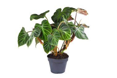 Tropical 'Philodendron Verrucosum' houseplant with dark green veined velvety leaves in flower pot on white background clipart