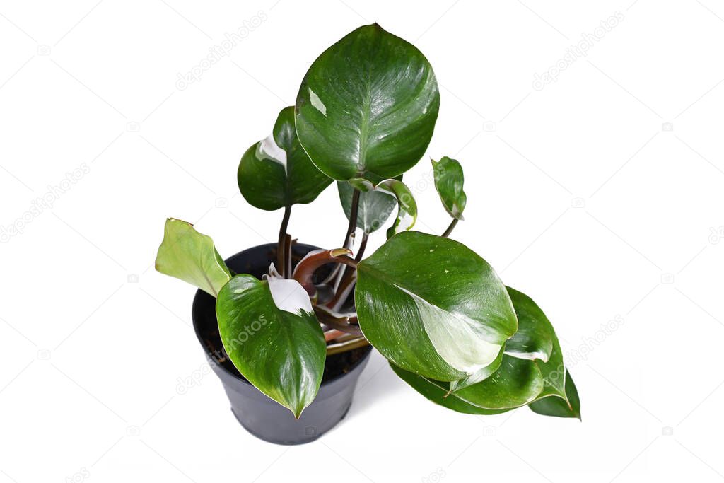 Tropical 'Philodendron White Wizard' houseplant with white variegation spots on white background