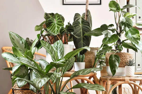 stock image Urban jungle. Different tropical houseplants like Philodendron or Chinese Evergreen in basket flower pots on wooden tables