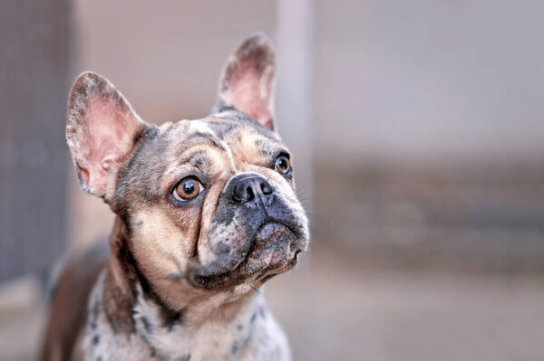 Portrait of merle colored French Bulldog dog with mottled patches