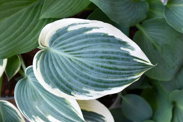 Blad Van Aziatische Hosta Plant Met Groen Met Witte Kleur — Stockfoto