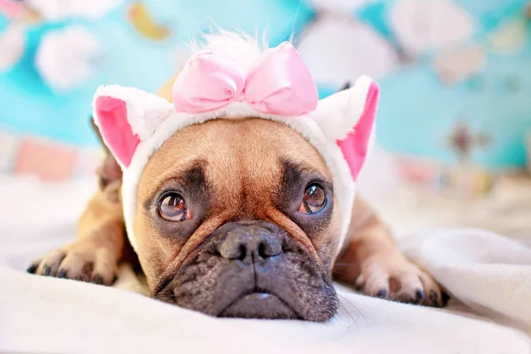 Fawn French Bulldog Laying Floor Looking Cat Ears Headband Pink — стоковое фото