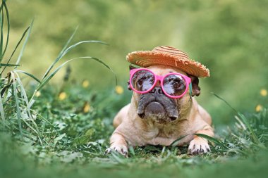 Fransız Bulldog pembe güneş gözlüğü ve Meksika hasır şapkası takıyor. 
