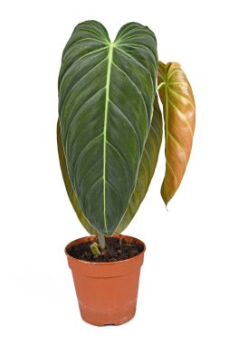 Tropikal 'Philodendron Melanochrysum' ev bitkisi. Beyaz arka planda çiçek saksısı yaprakları var.