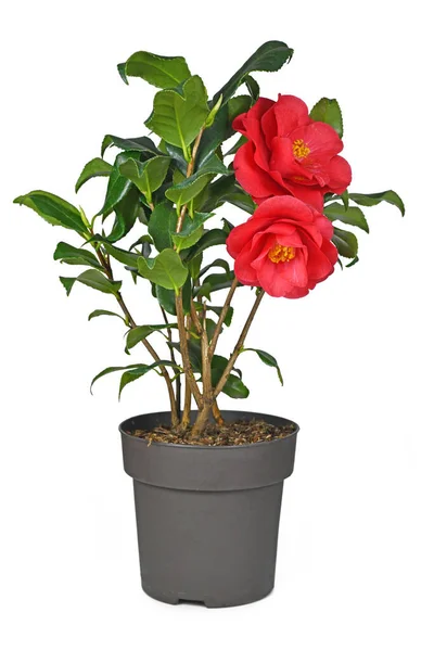Flor Roja Camellia Japonica Flor Maceta Sobre Fondo Blanco — Foto de Stock