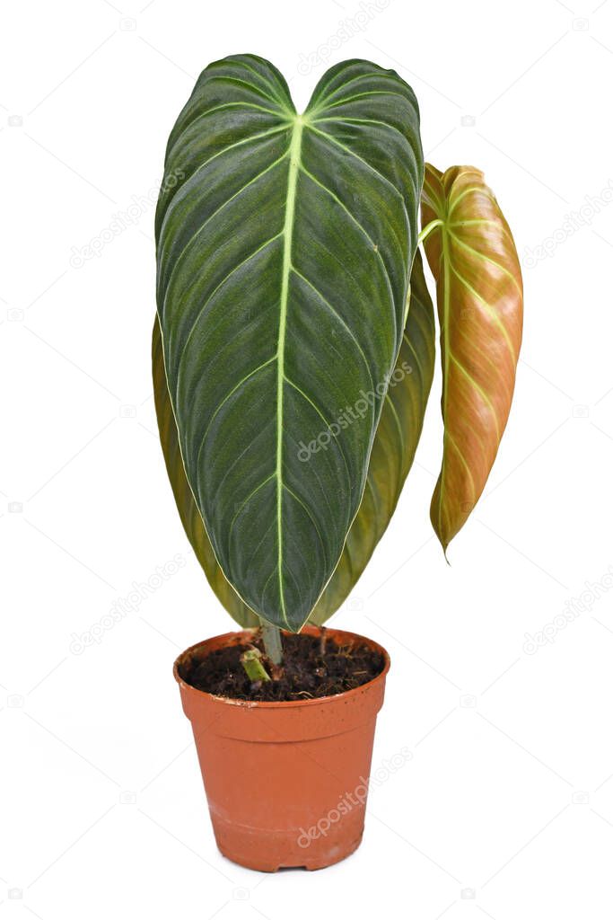 Tropical 'Philodendron Melanochrysum' houseplant with large leaves in flower pot on white background