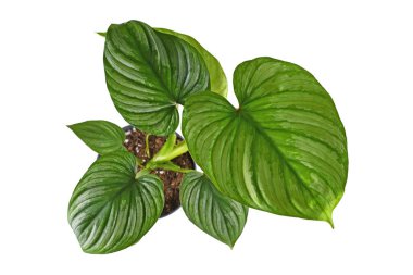 Beyaz arka planda gümüş desenli gümüş desenli tropik Philodendron Mamei bitkisinin üst görüntüsü