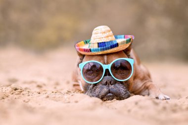 Fransız Bulldog 'u kumsalda güneş gözlüğü ve hasır şapka takıyor.