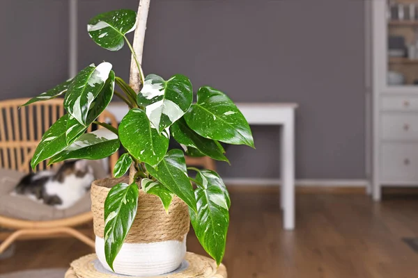 Tropisk Philodendron White Princess Plante Med Hvite Varianter Med Flekker – stockfoto
