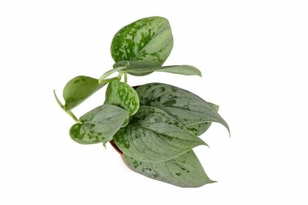 은색은 녹색이고 하얀색 배경에 항아리에 Scindapsus Pictus Silvery Ann Houseplant — 스톡 사진