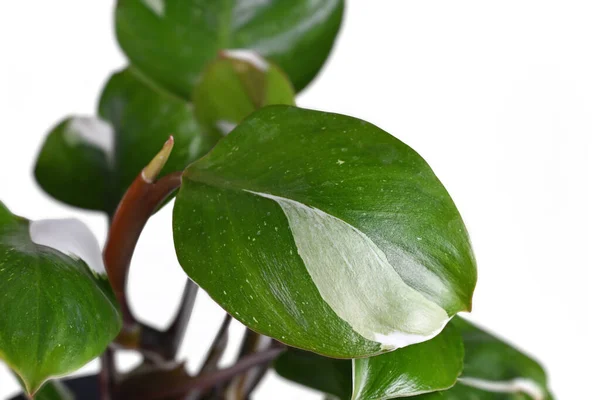 Hoja Planta Interior Tropical Philodendron White Knight Con Manchas Variegación — Foto de Stock