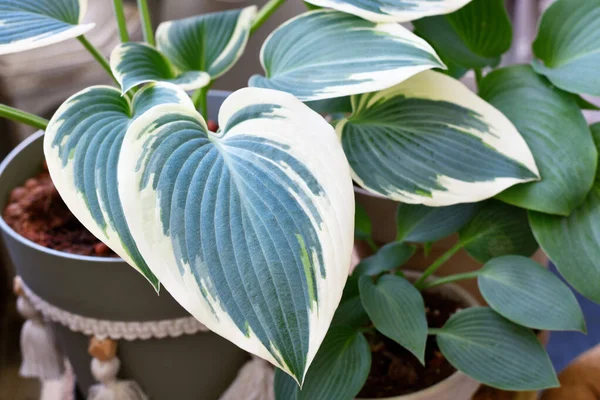 Blad Van Aziatische Hosta Plant Met Groene Witte Kleur — Stockfoto