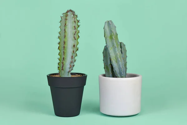 Planta Verdadeira Falsa Comparação Plantas Naturais Vaso Myrtillocactus Cactus Plásticas — Fotografia de Stock