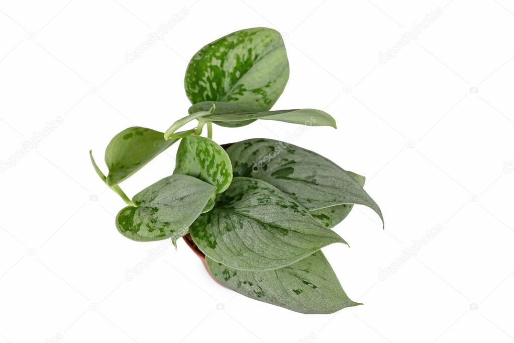 Silver green colored 'Scindapsus Pictus Silvery Ann' houseplant in pot on white background