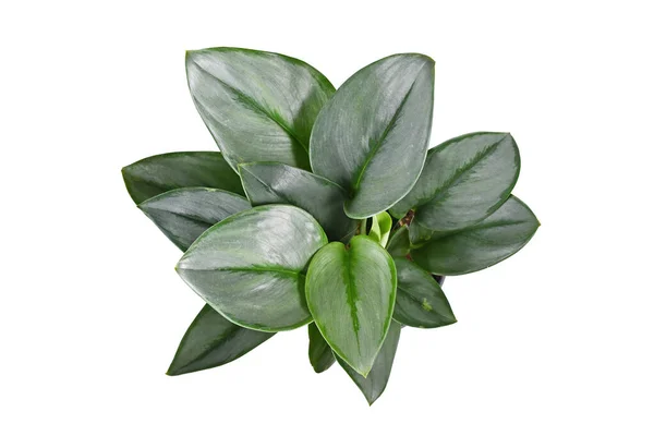 Top View Tropical Scindapsus Treubii Moonlight Houseplant White Background — 图库照片