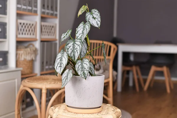 Eksotis Philodendron Brandtianum Tanaman Rumah Tangga Dengan Pola Perak Pada — Stok Foto