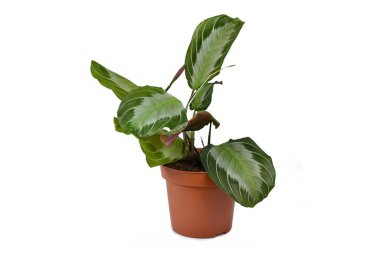 Beyaz arka planda çiçek saksısında 'Maranta Leuconeura Silver Band' bitkisi