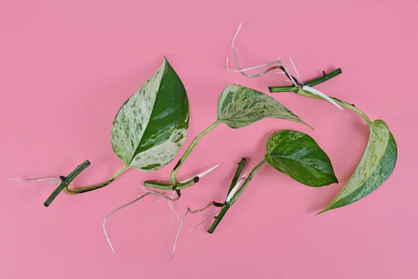 Marble Queen Pothos Houseplant Cutting Long Bare Roots Pink Background — Stock Photo, Image