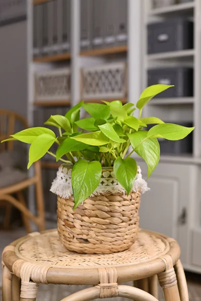 Neon green \'Epipremnum Aureum Lemon Lime\' houseplant in basket flower pot on table in living room